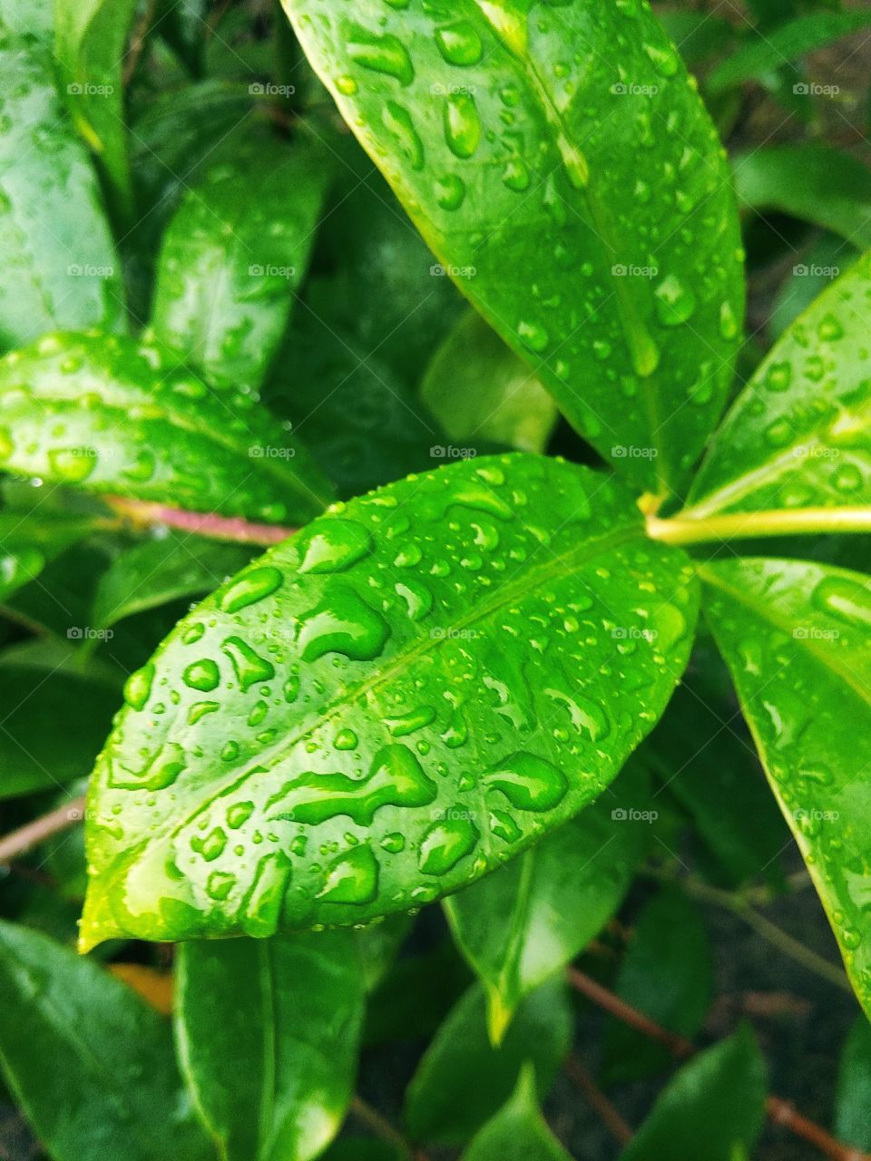 green leaves in water drops