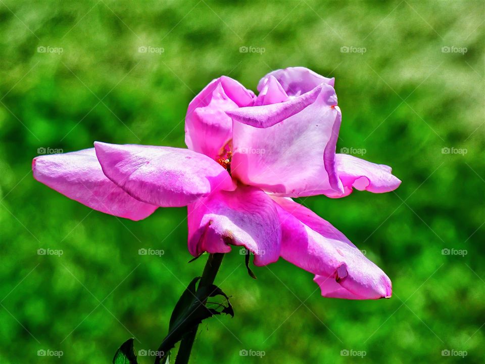 Beautiful pink rose in Indiana 