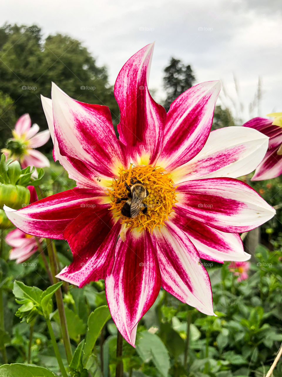 Bee on flower at Longwood Gardens 