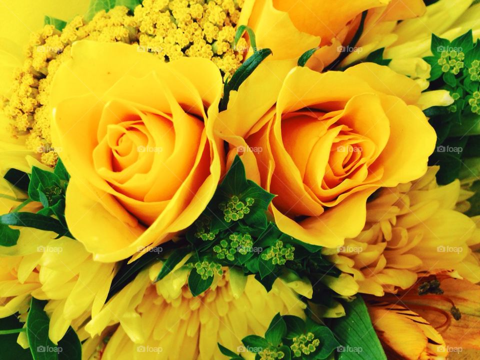 Yellow roses