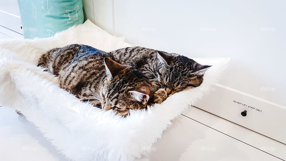 two cats napping together