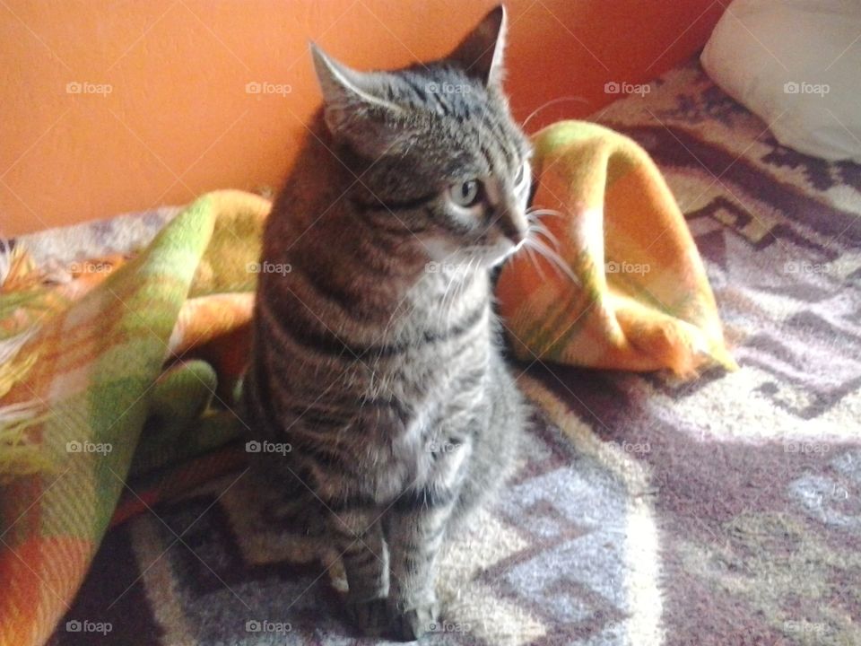 my cat Bastet