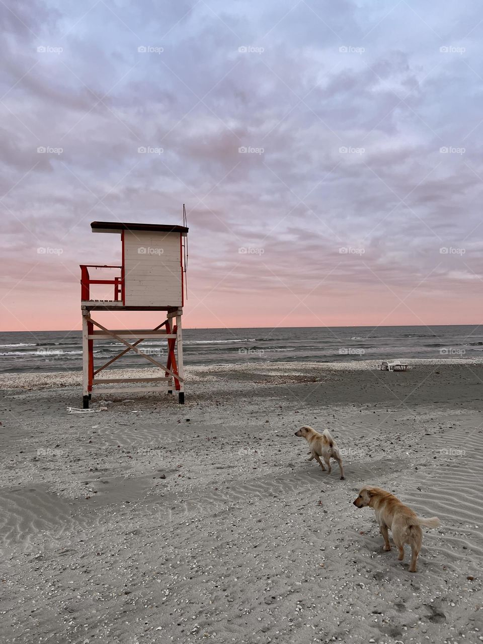 Beautiful sunset and cool dogs