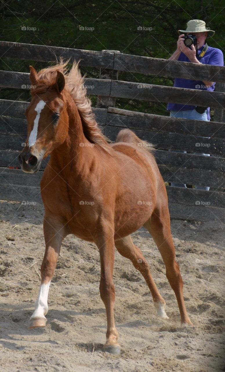 Egyptian Arabian horse