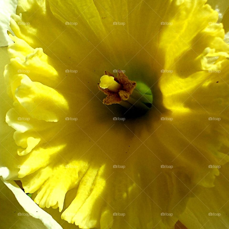 daffodil flower