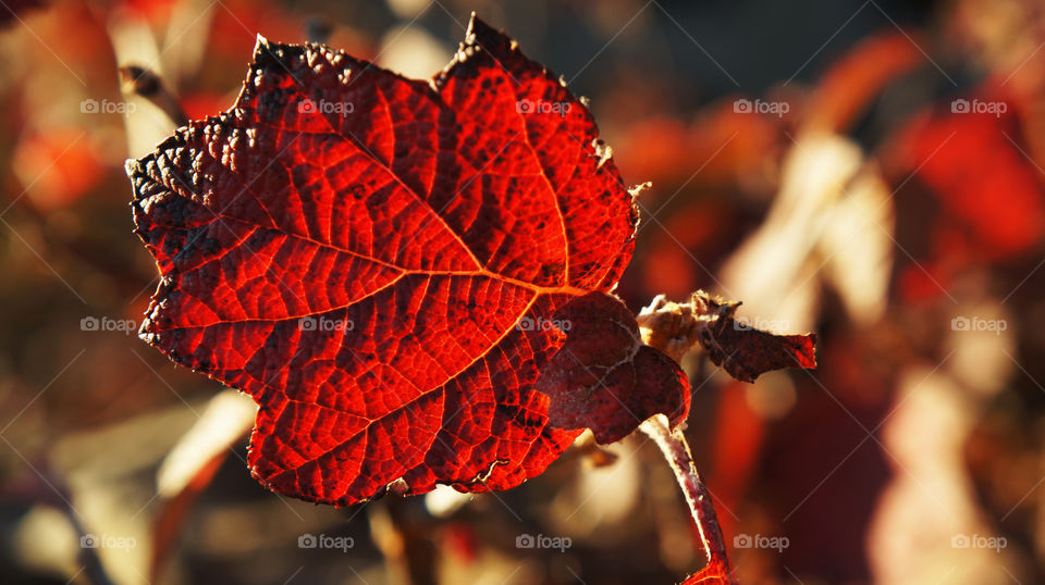 Leaves turning red in the Fall