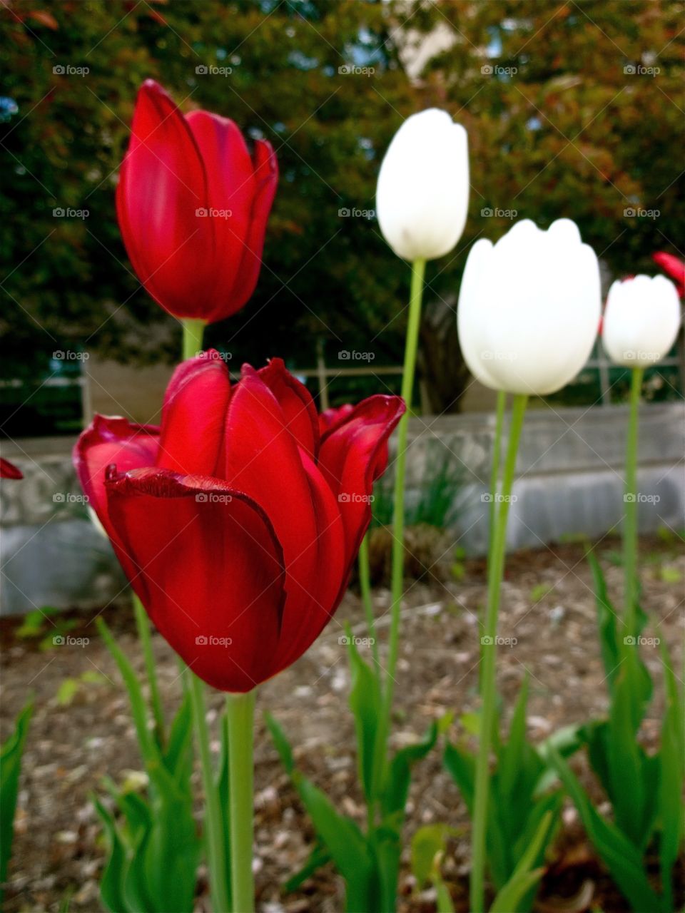 Red and white tulips