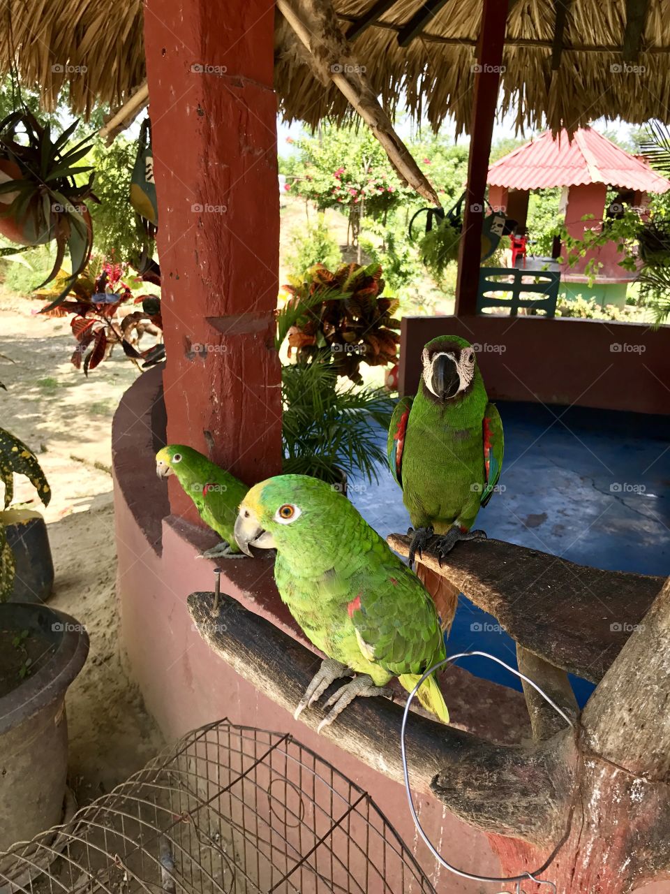 Parrots on a farm in Colombia