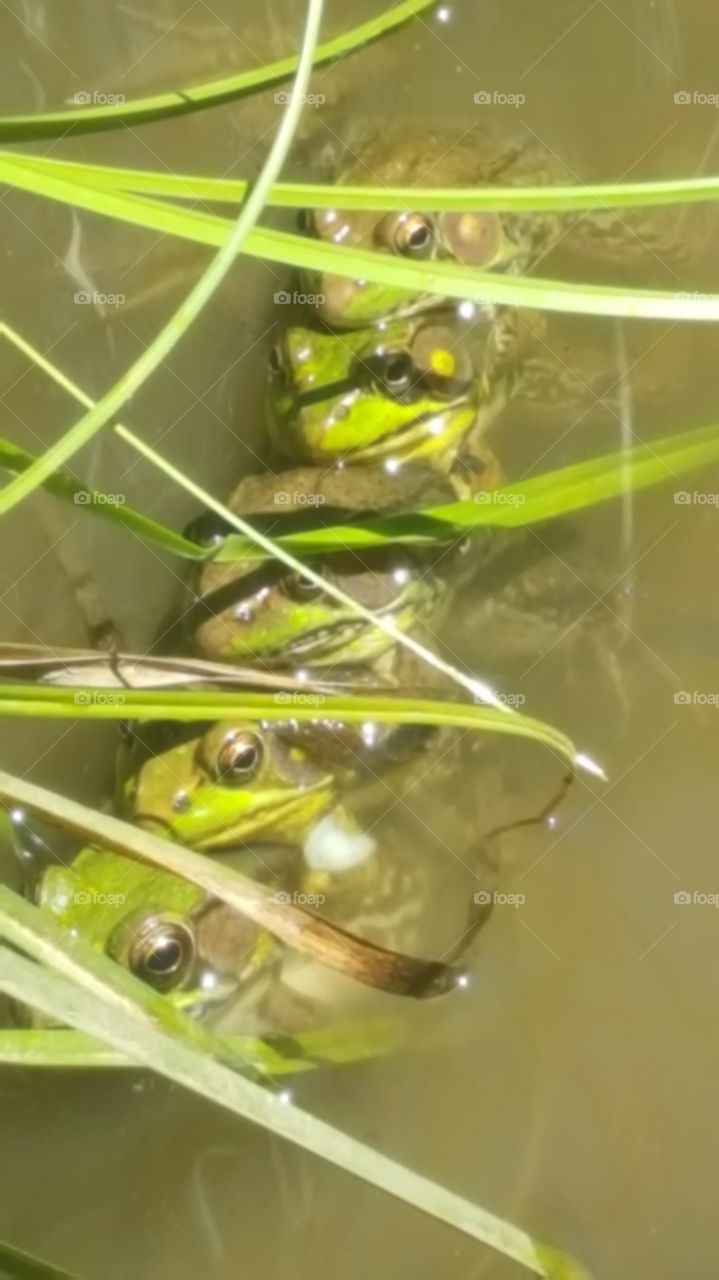 frogs all in a row