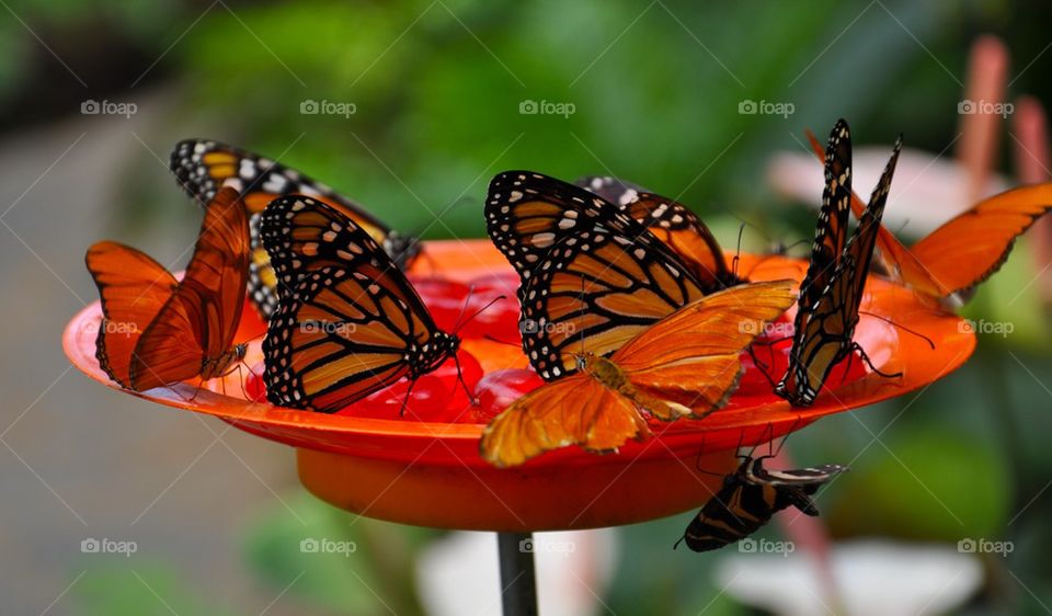 Close-up of monarch butterflies