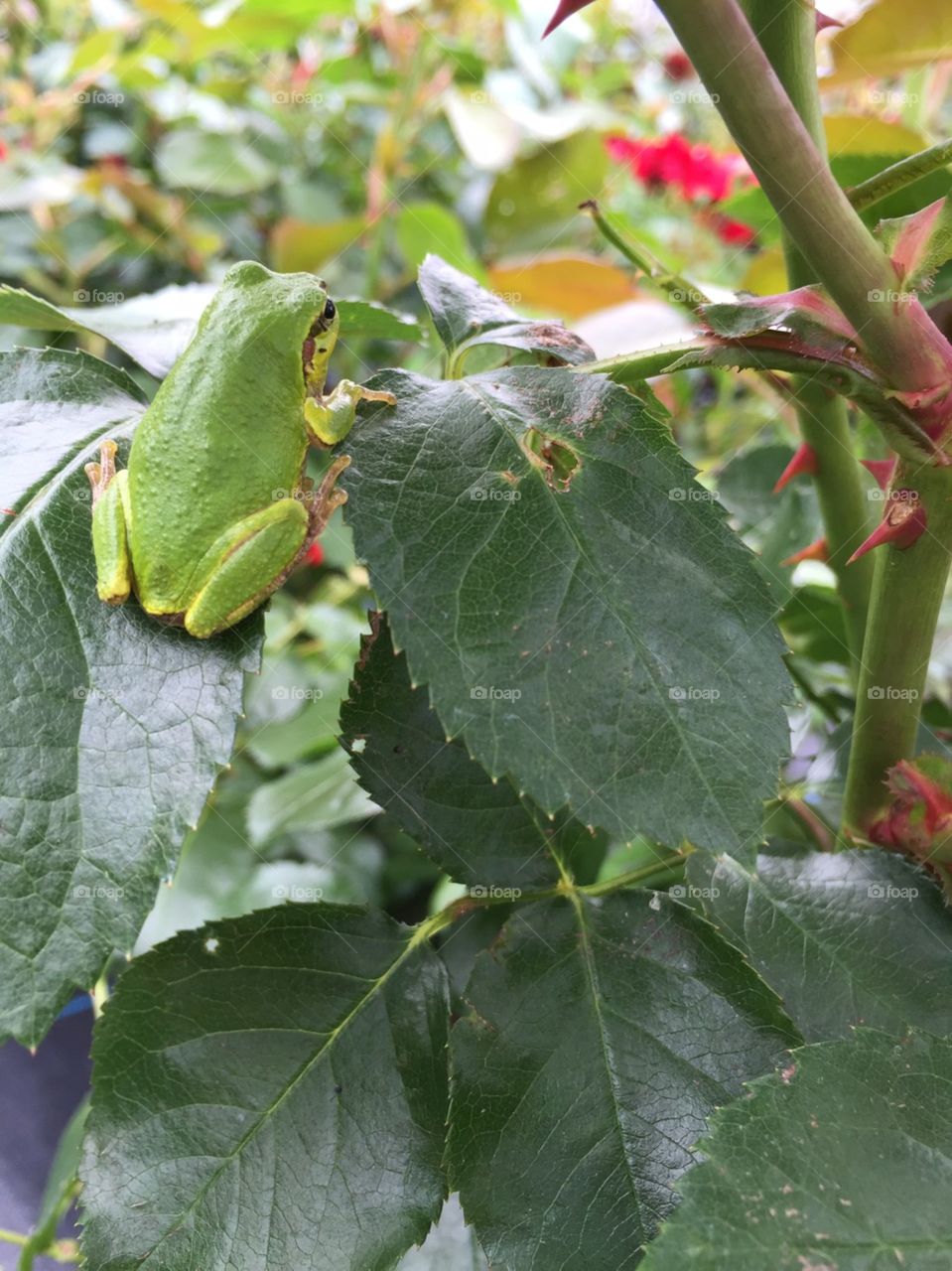 flog on the leaf