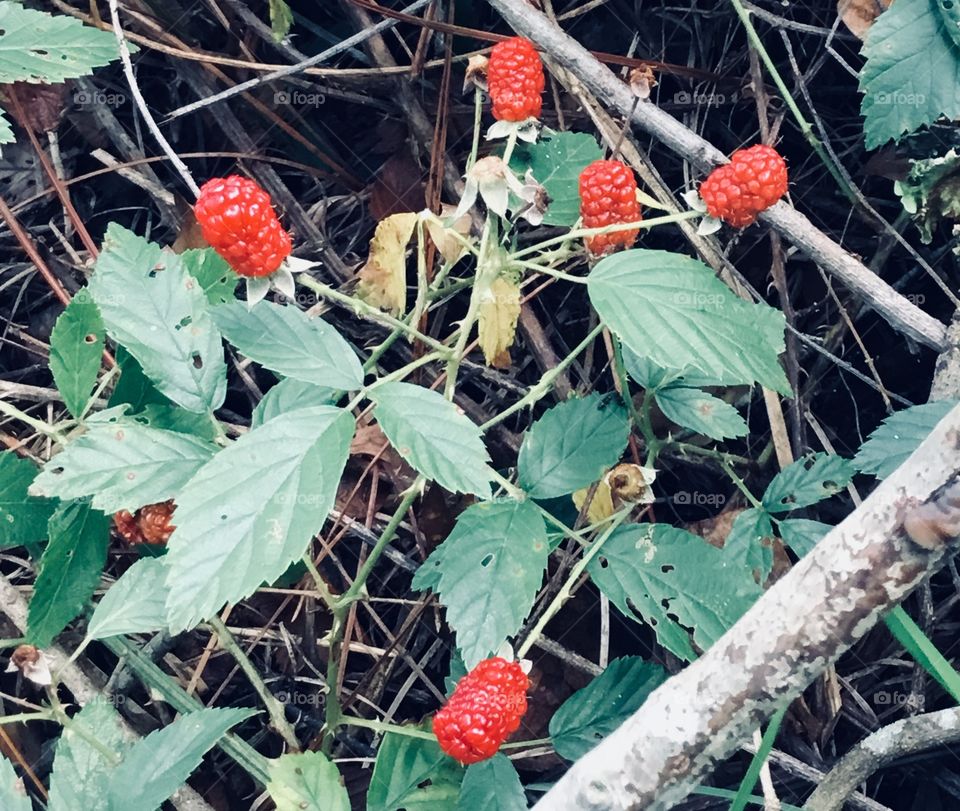 Future blackberries in the South Georgia woods. 