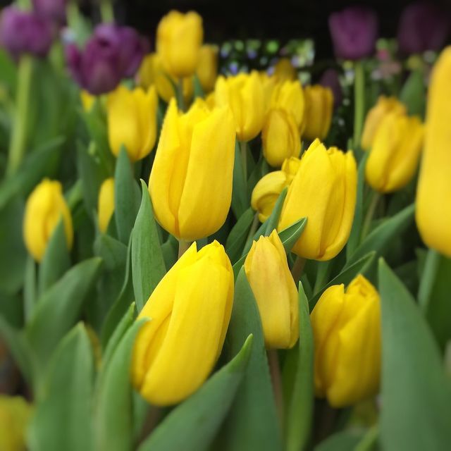 tulip