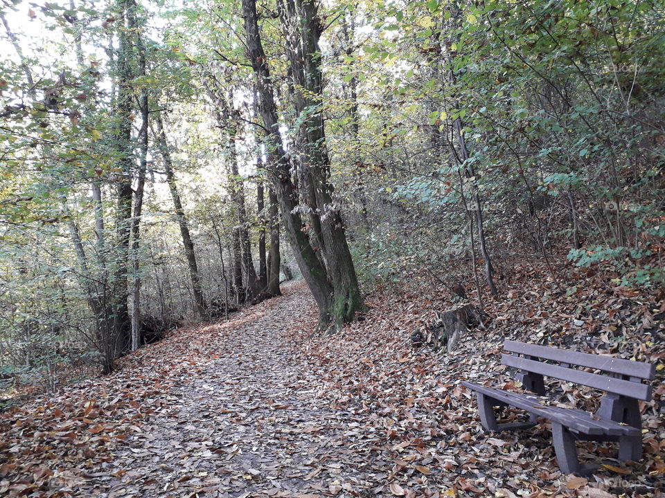 wood in Autumn