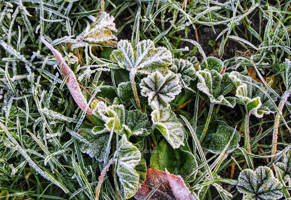 Macro close-up of hoar frost dusted ground plants and blades of grass mixed with dried autumn leaves