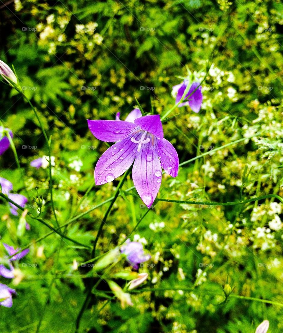 After the summer rain