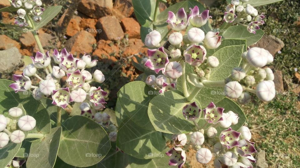 a beautiful girls in the garden.