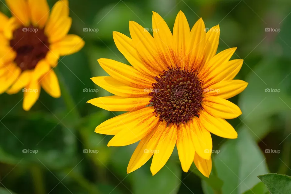 sun flower