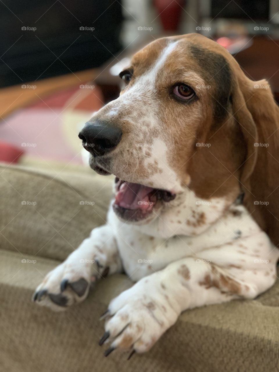 Basset