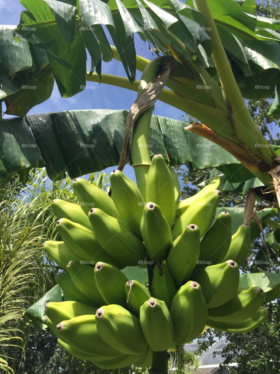 Hanging plantains
