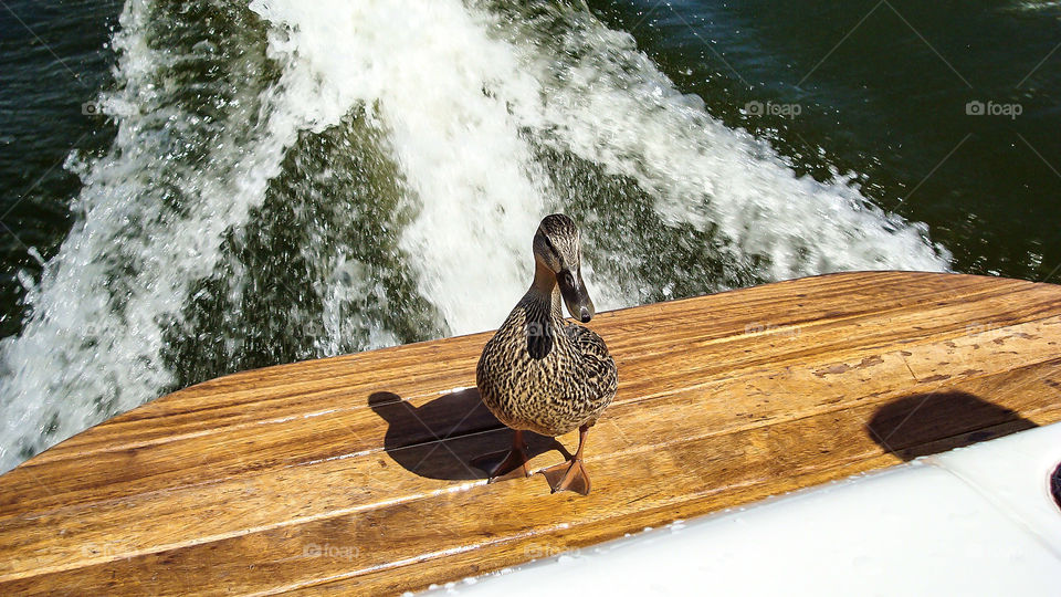 Daisy the Duck. She jumped on the back of the boat and rode with us across the whole lake 