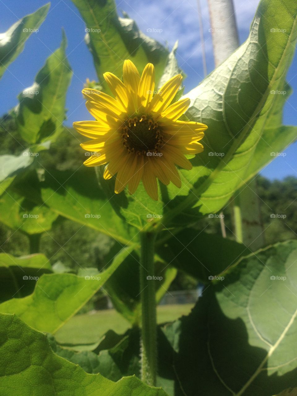 Yellow Flower