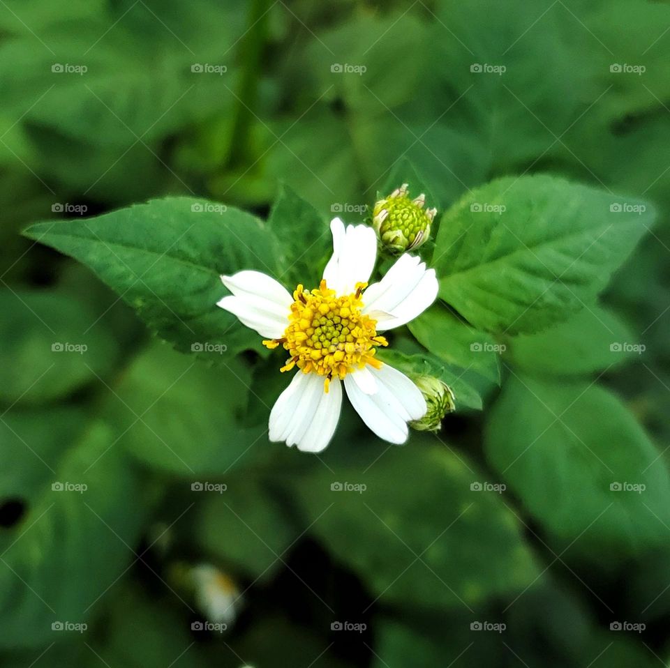 White flowers - daisy