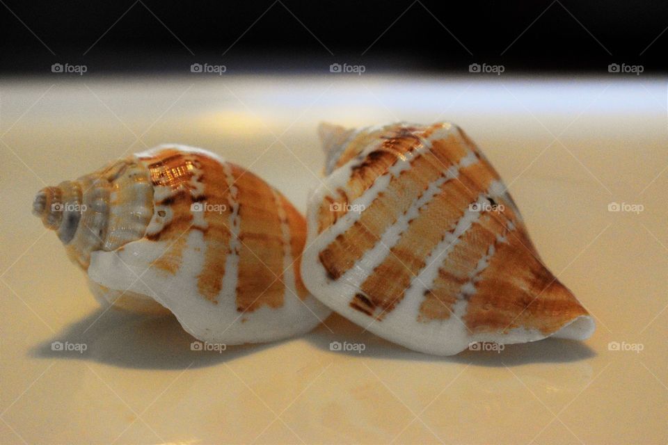 Shells