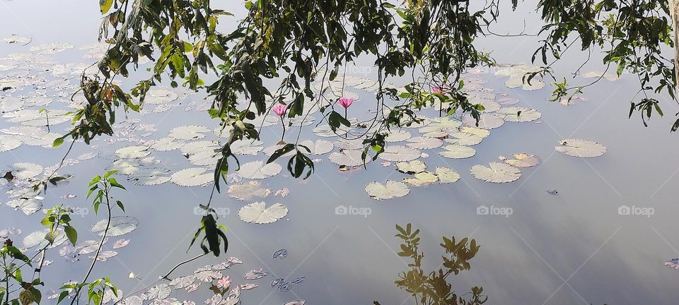 beautiful view of a landscape with a combination of beautiful Lotus in pond and beautiful shades of tree.