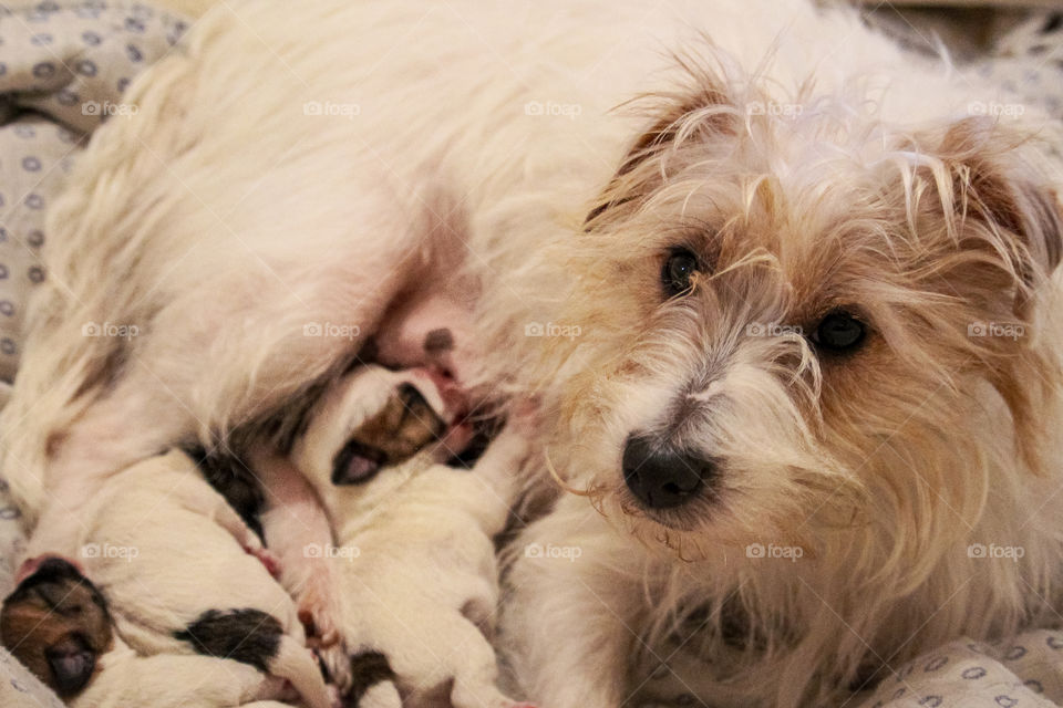 A rough cut jack rassell terrier puppies breasts feeding on a frist day after birth