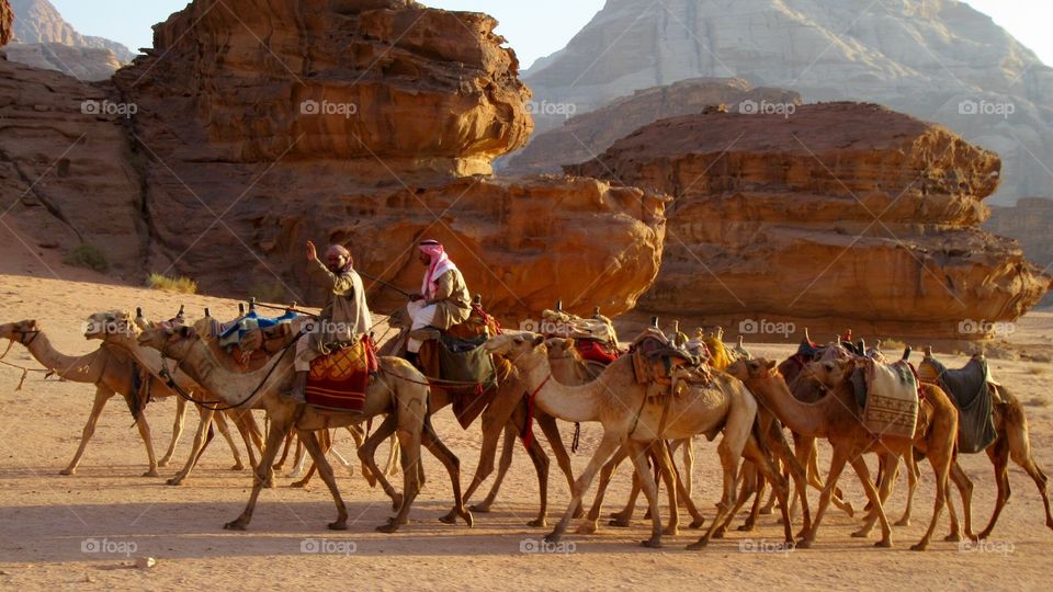 Camel caravan