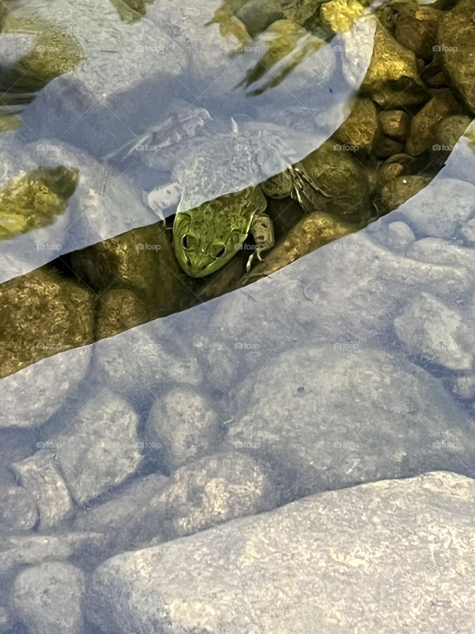 Frog on the rocks 🐸
