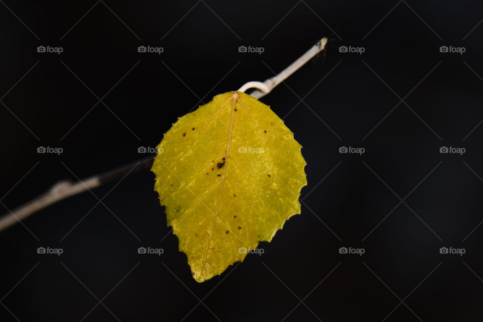 Colores de otoño-Autumn Colors