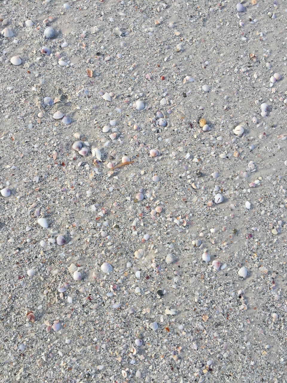 Shells on Clearwater Beach