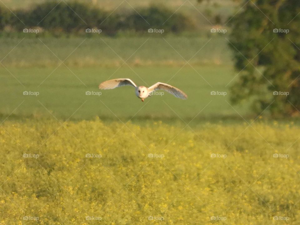 A owl in the countryside 