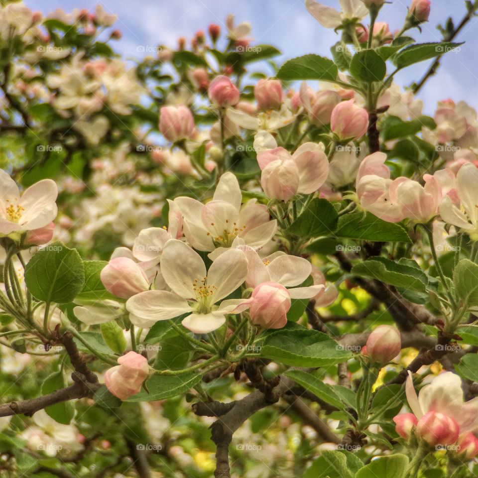 Sweet Apple Blossoms