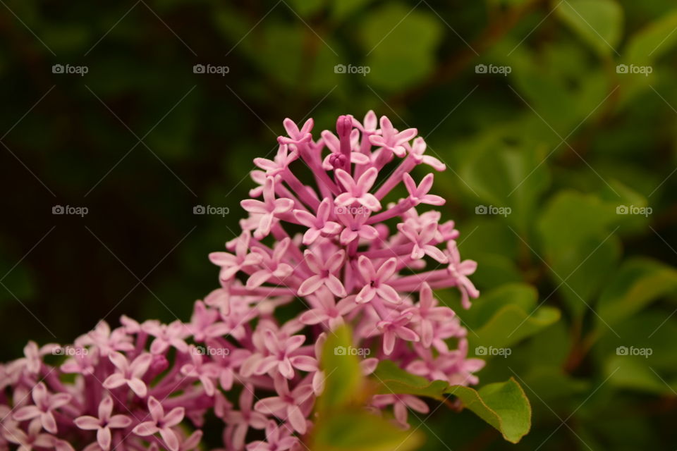 lilacs. flower