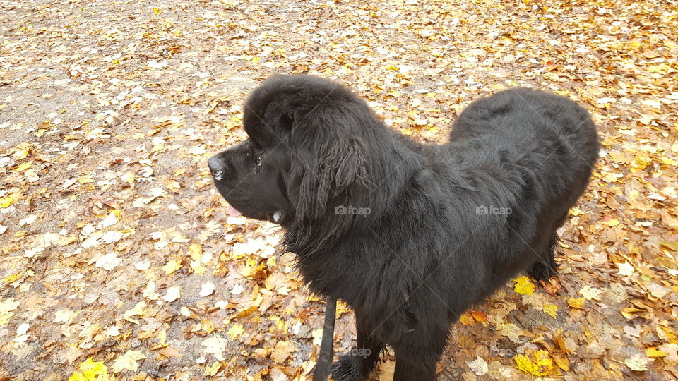 Dog, No Person, Mammal, Animal, Cute