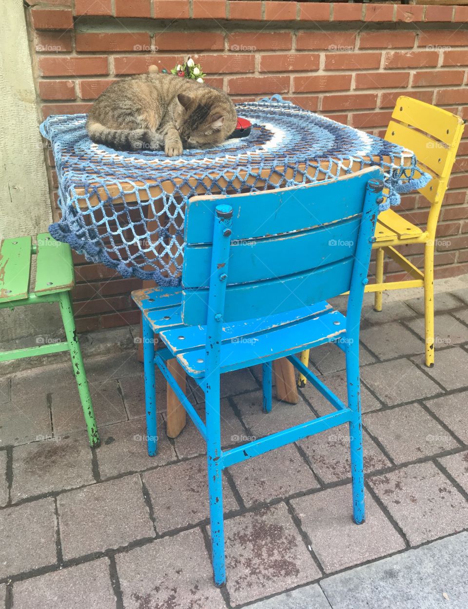 Cat and colorful table and chairs, Turkey 