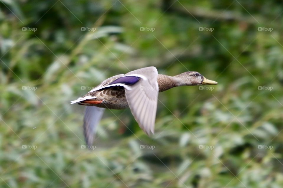 mallard duck in flight