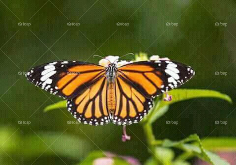Here is the beautiful attractive butterfly that's show the nature.