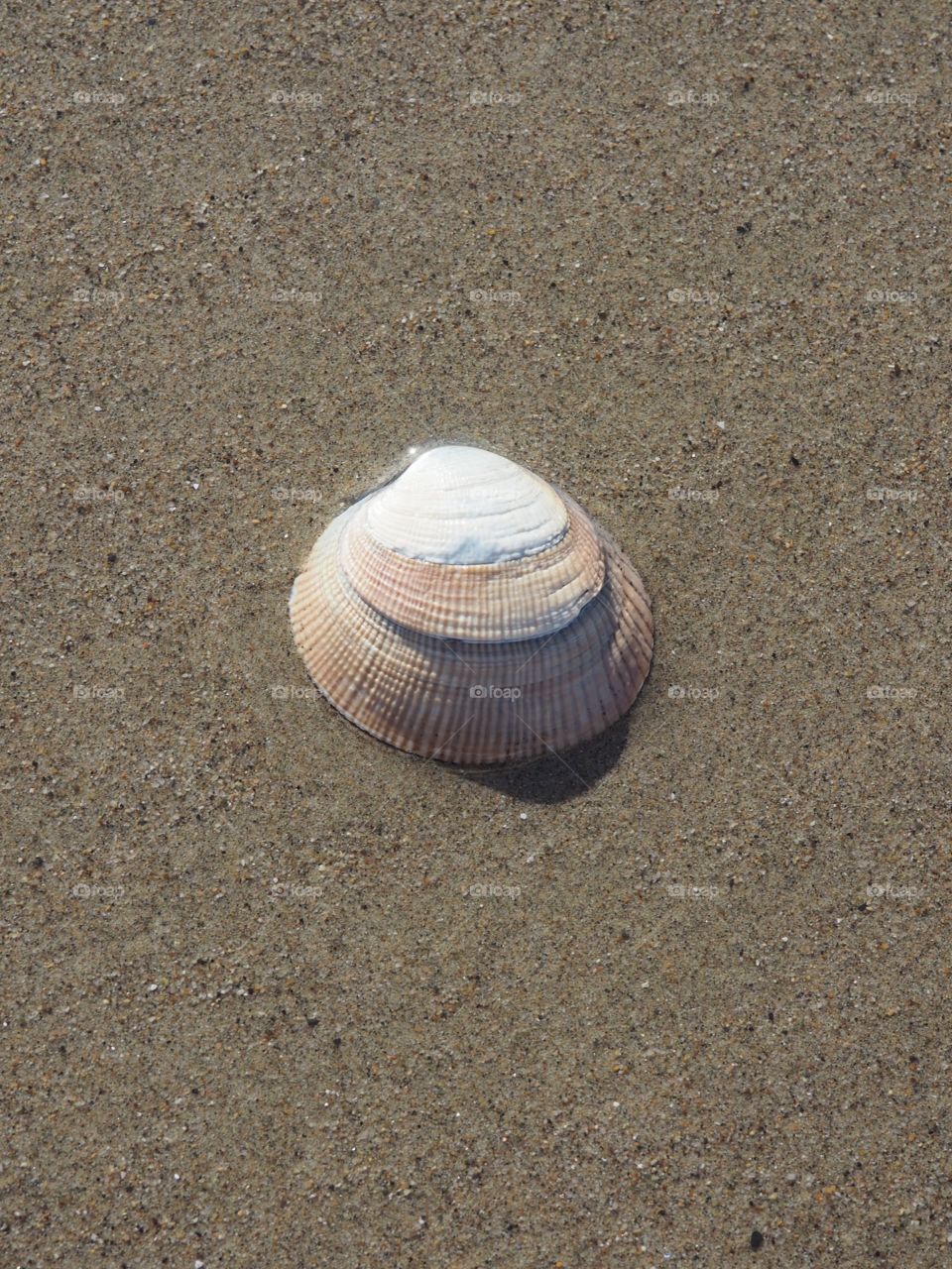 Seashell 