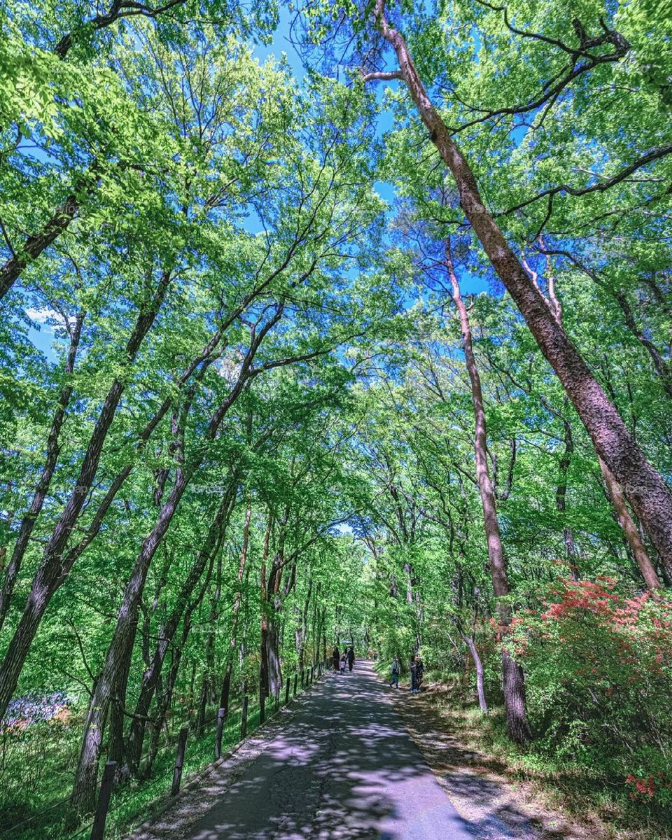 Northern hardwood forest