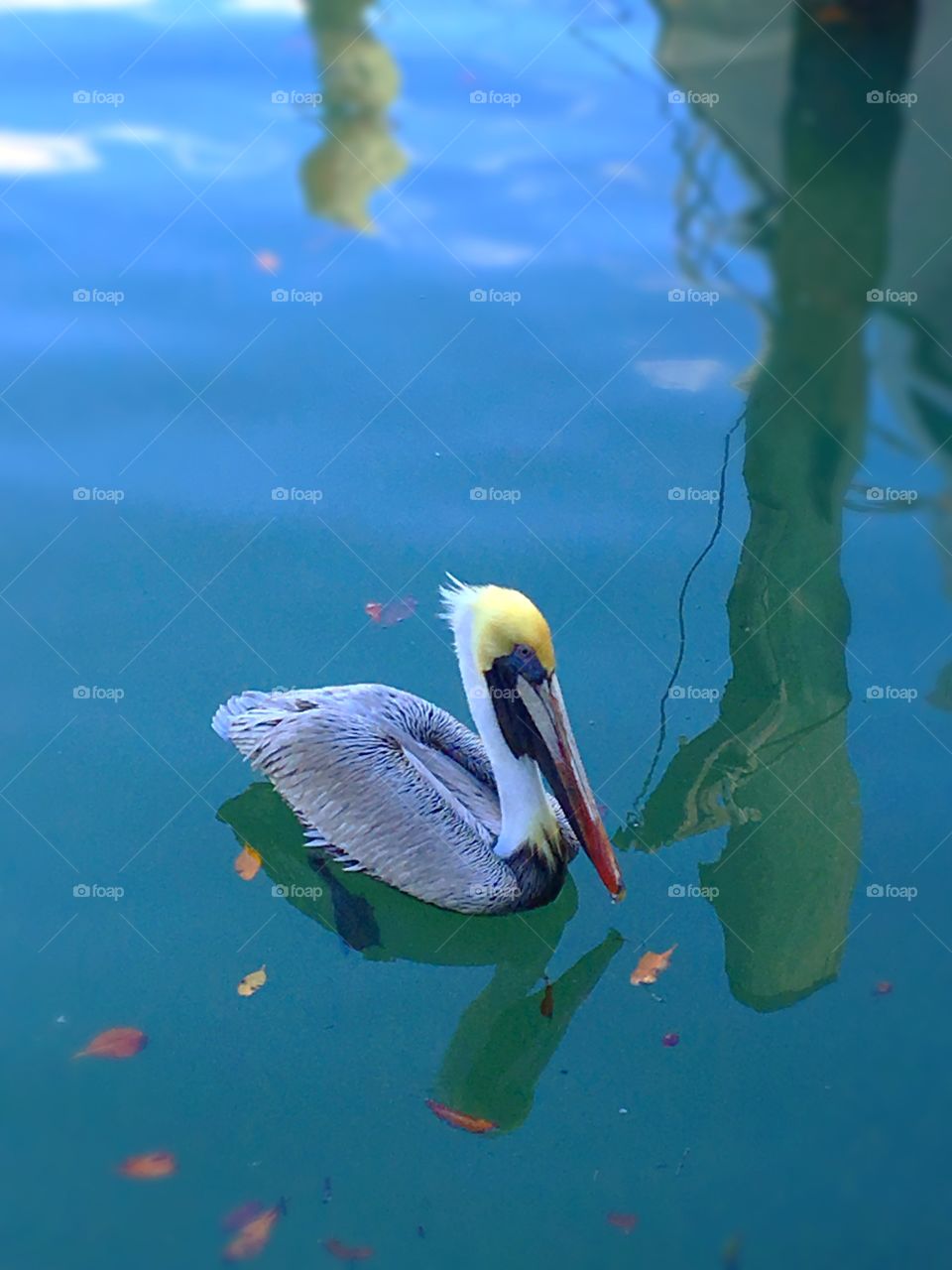 Pelican in Marco Island 