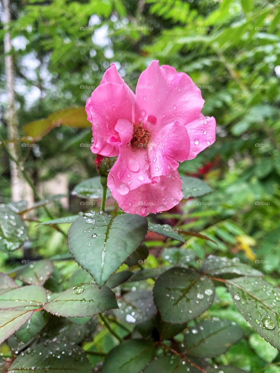 Raindrops fell on a rose on a rainy day in sri lanka 