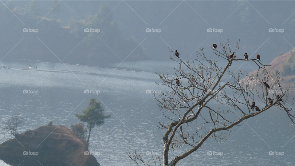 Birds sitting in tree with lake background