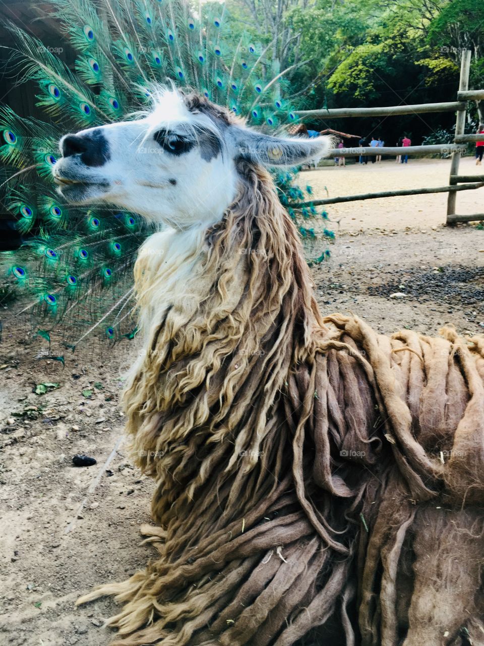 A very funny llama posing to be photographed!  Animal selfies pumped this year ... / Uma lhama bem engraçada fazendo pose para ser fotografada! As selfies de animais bombaram esse ano...