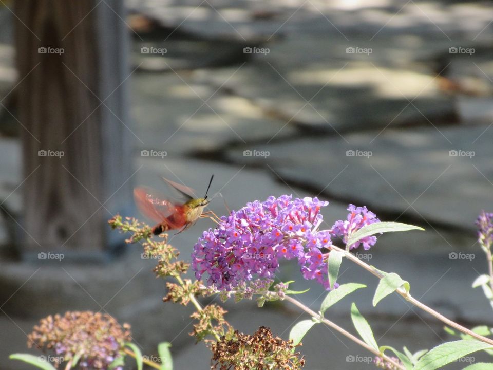 Clear Wing Hummingbird Moth