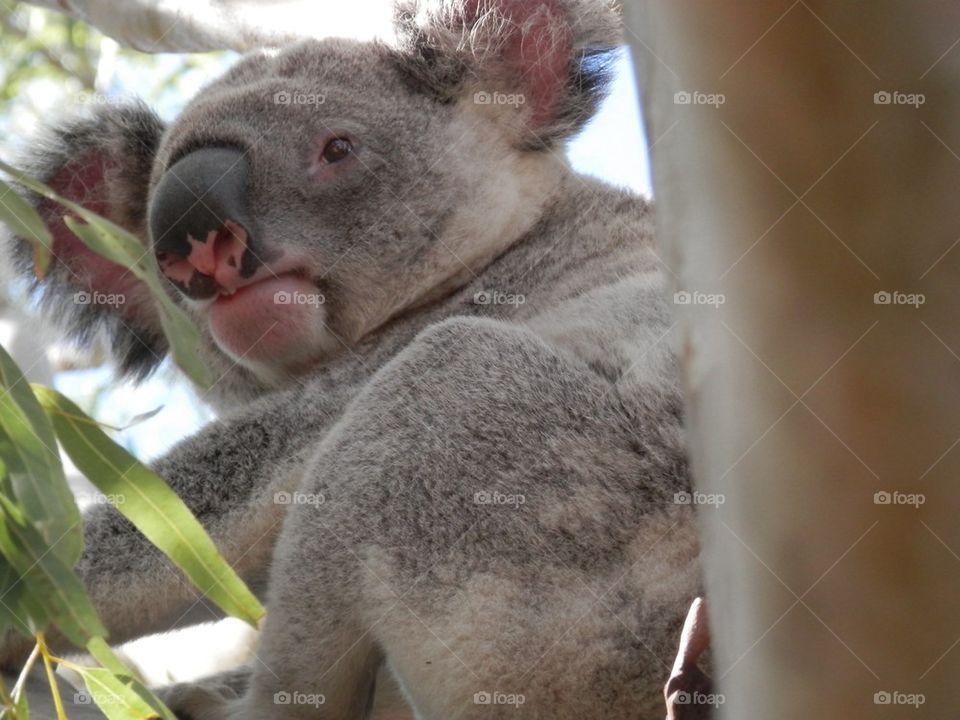 Koala
