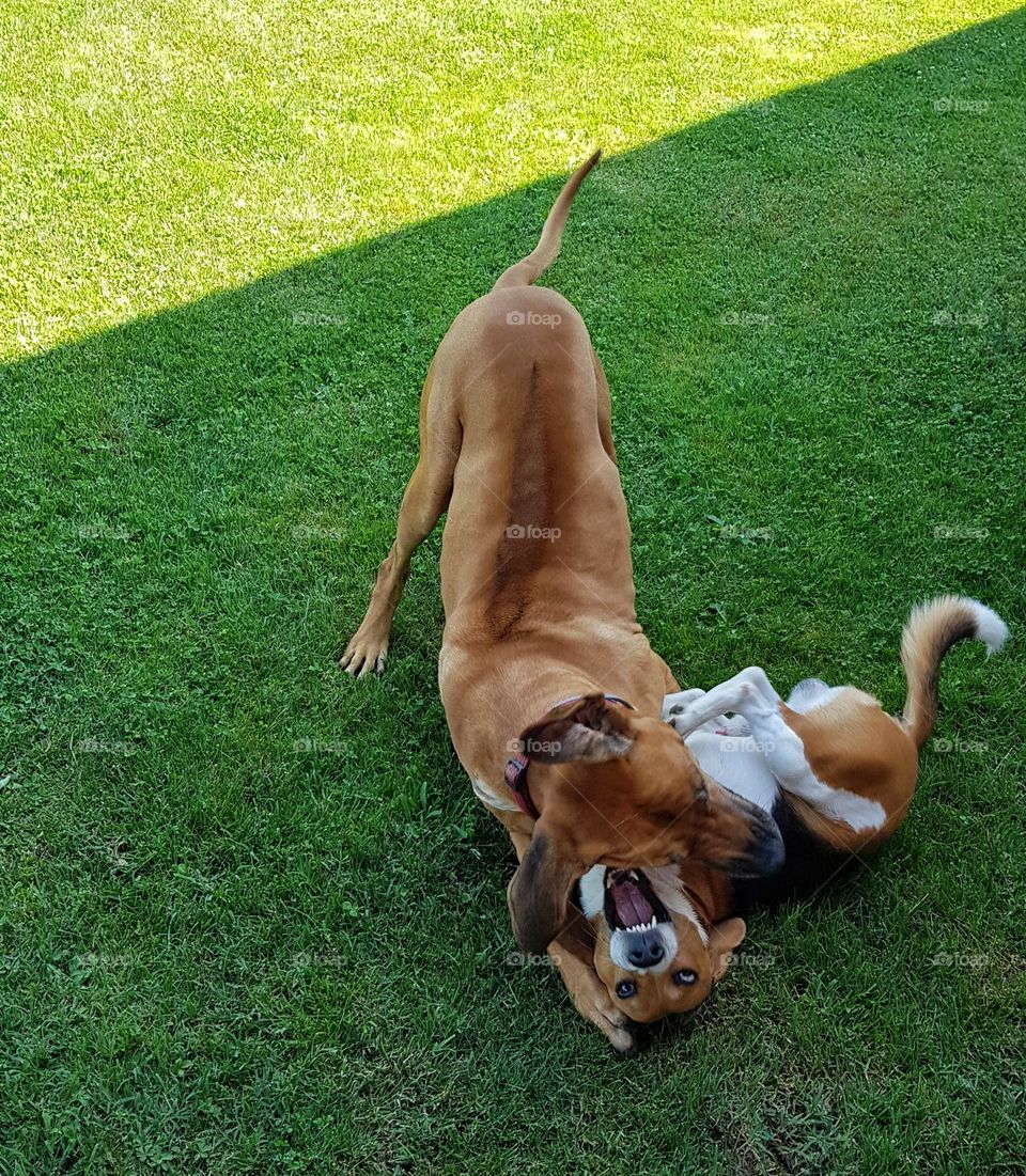 Two dogs playing, growling and howing teeth on green grass in back yard